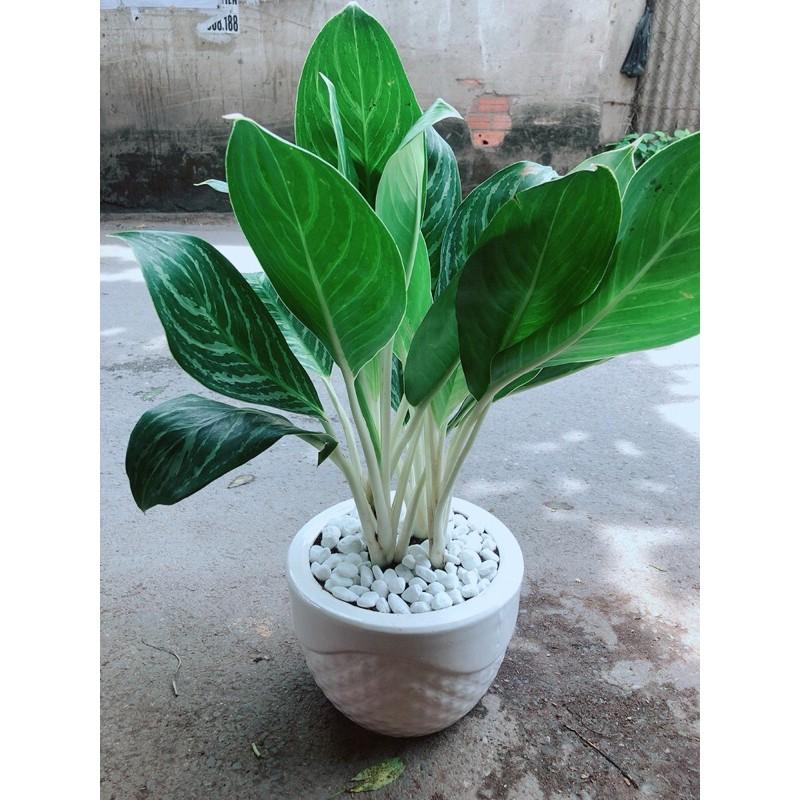 Chậu Cây Bạch Mã Hoàng Tử