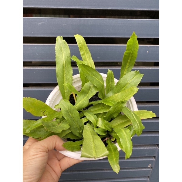 Hạt Giống Ngò Gai - 100 Hạt