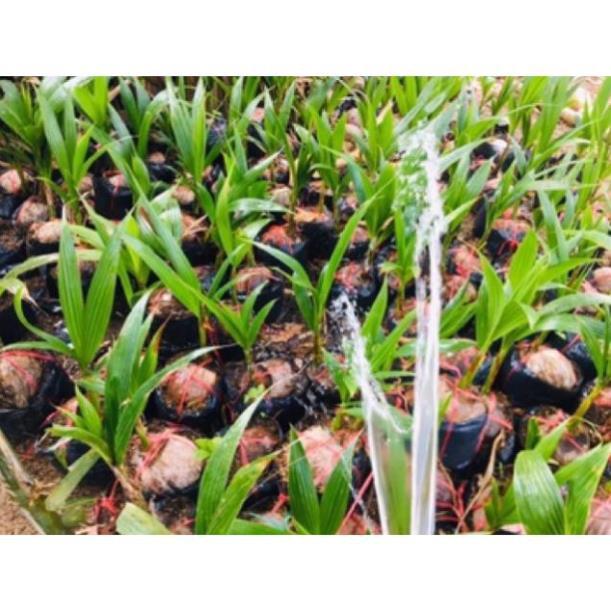 Dừa Sáp Giống - Được Ươm tại vườn Cầu Kè, Trà Vinh