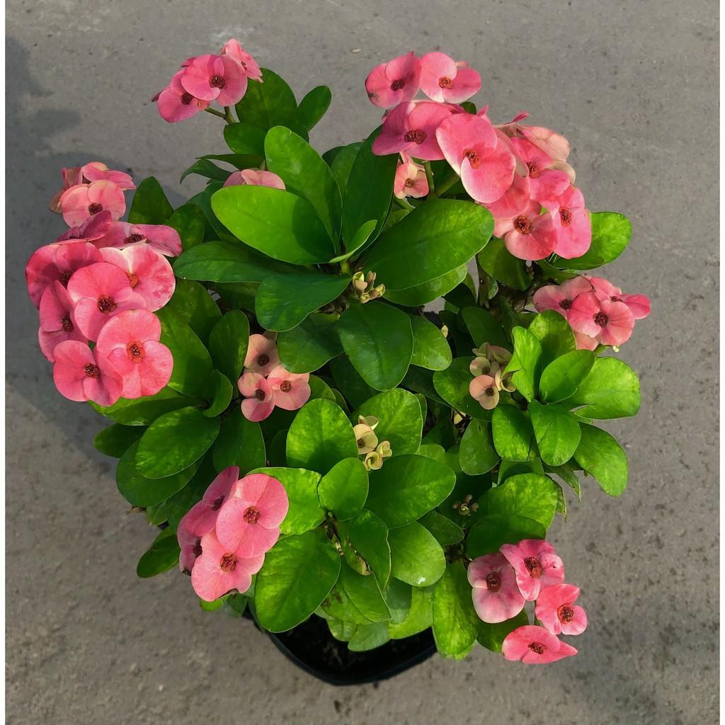 Cây xương Rồng Bát Tiên hoa màu hồng cao 50 cm