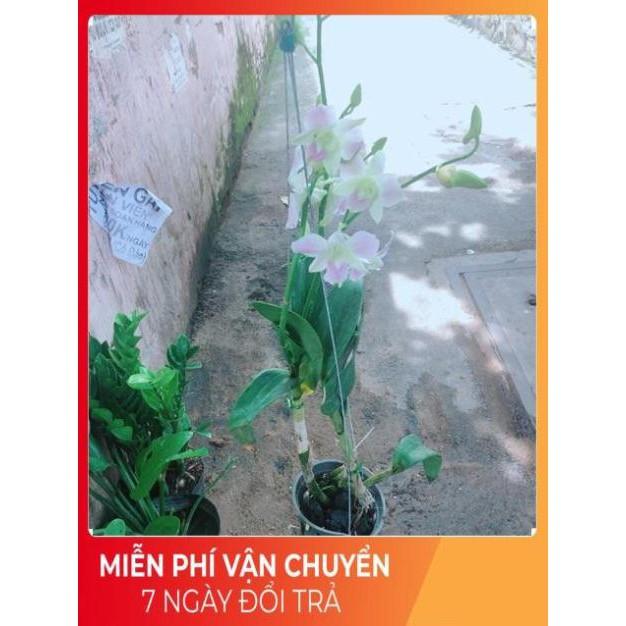 Lan Dendro Hồng Nhạt