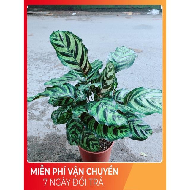 Đuôi Công Cốm