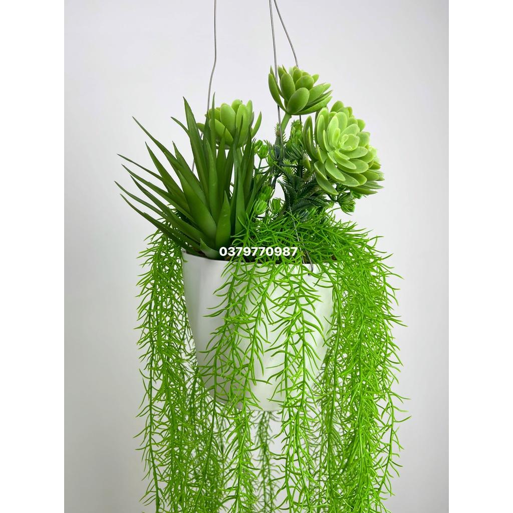 Chậu cây rủ trang trí, cụm dây leo rủ trang trí cho cà phê, nhà hàng quán ăn decor