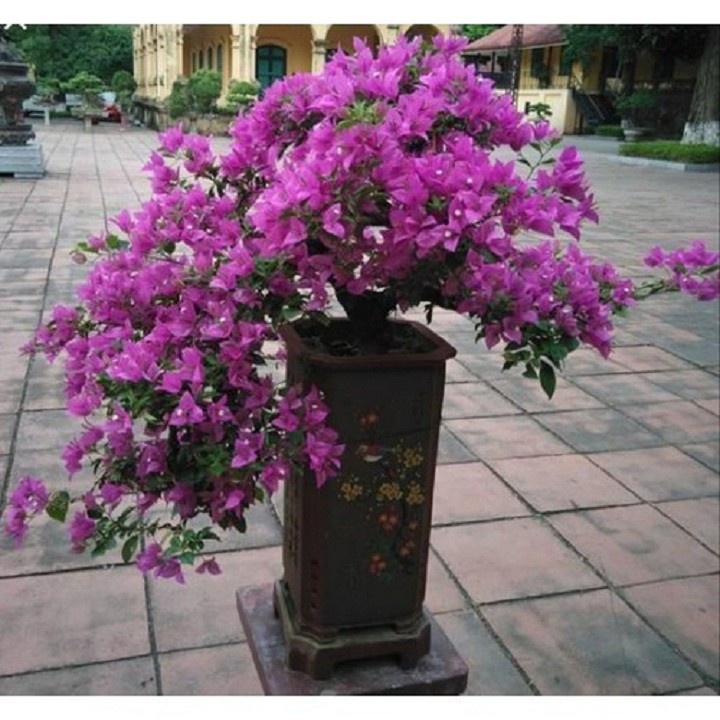 Chậu cây Hoa giấy màu tím huế