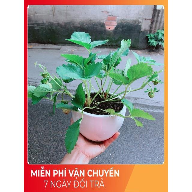 Chậu Dâu Tây