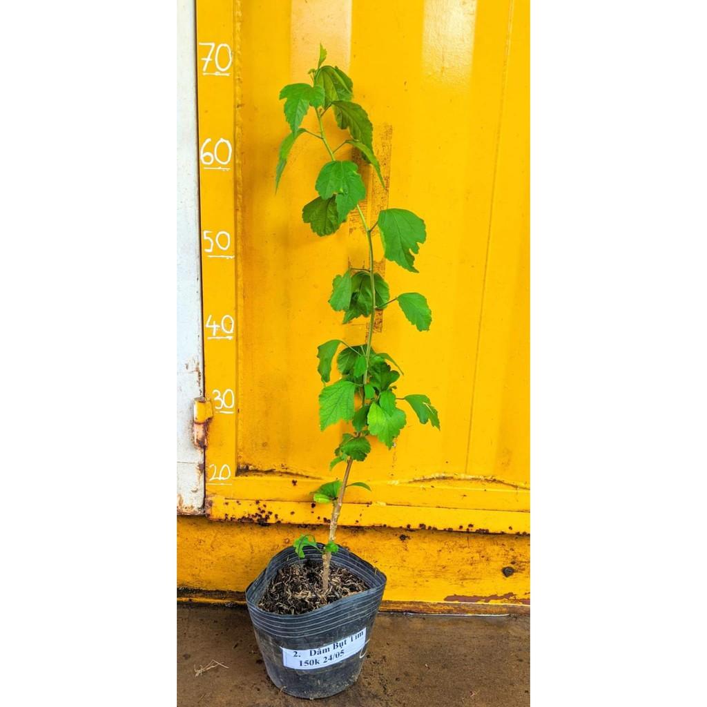 Cây Hoa Dâm BỤT màu tím hồng ra hoa quanh năm