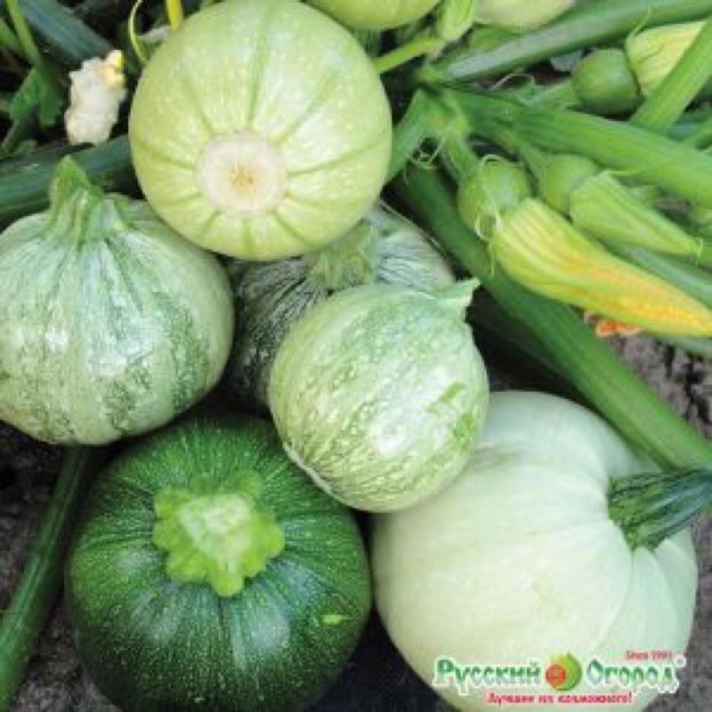 Hạt giống Bí ngòi tròn