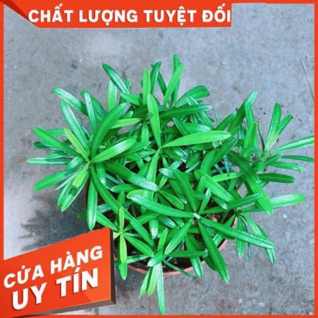 Cây Tùng Vạn Niên