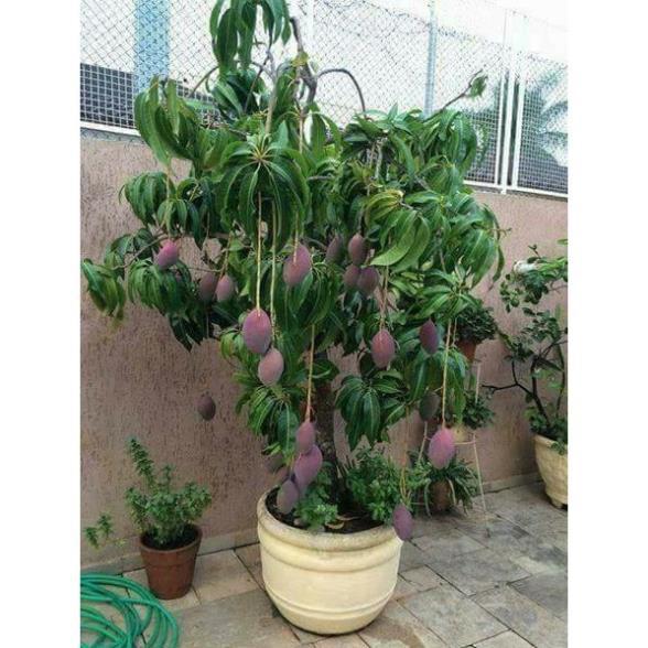 Cây giống xoài tím, cây xoài tím 8 tháng ra quả (cao 60-70cm)