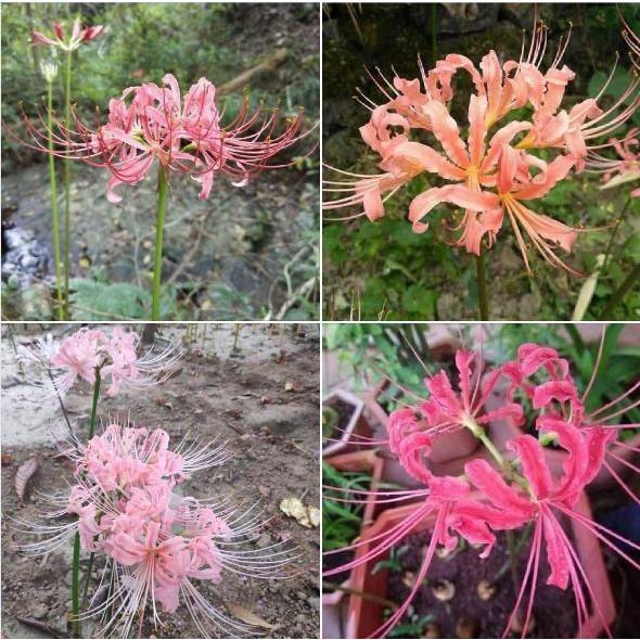 Combo 4 củ giống hoa bỉ ngạn nhiều màu