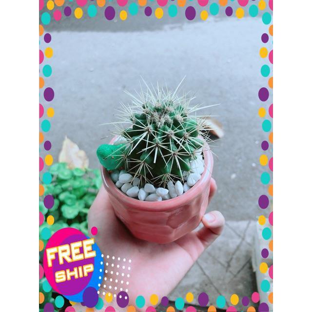 Chậu Xương Rồng Kim Hổ