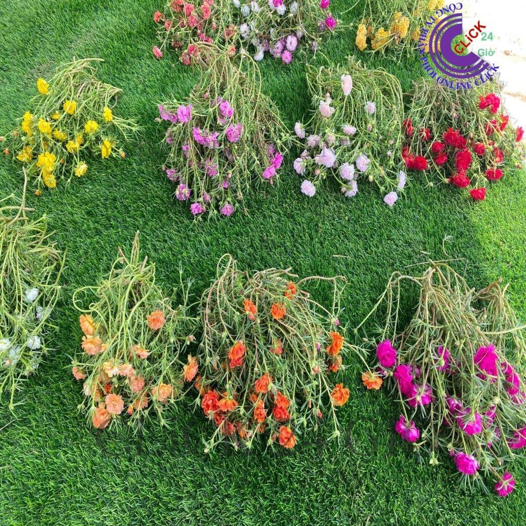 1 Ký Cành Giống Hoa Mười Giờ Thái Kép MÀU ĐỎ Cành Tơ Siêu Khỏe Ra Rễ Sau 3 Ngày Tuyệt Đẹp