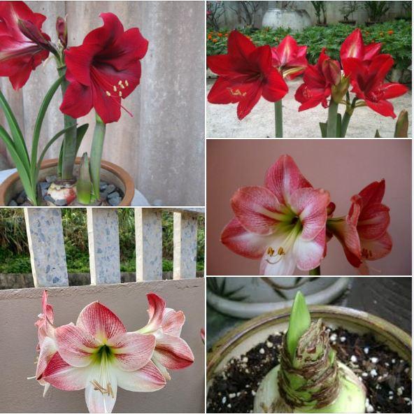 2 củ giống hoa huệ tây -màu chuẩn .mùi thơm nhẹ