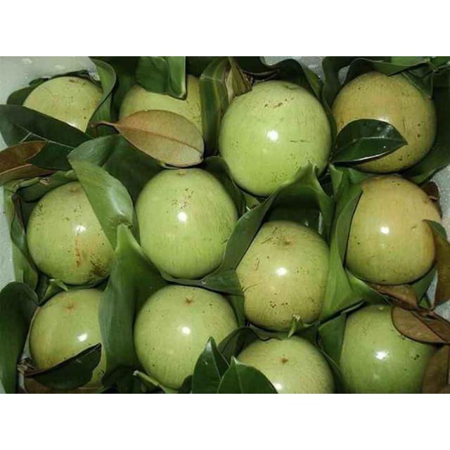 Combo 2 Cây Giống Vú Sữa Lò Rèn