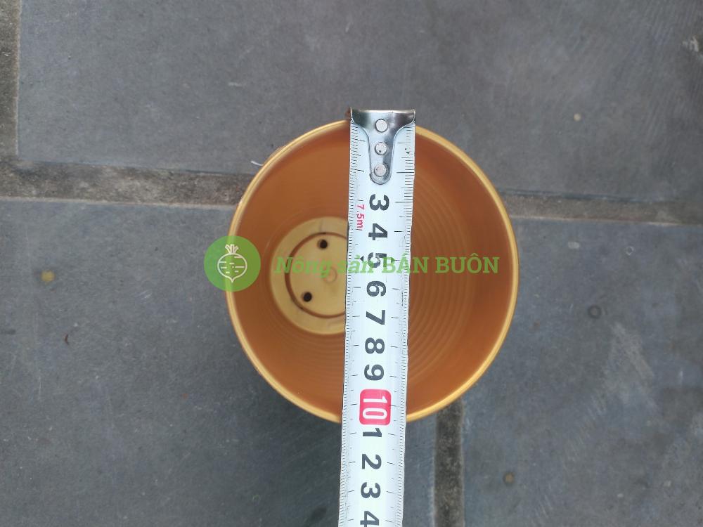 3 Chậu nhựa Hoa Mai Vàng 110x90, trồng cây mini,  xương rồng, cây để bàn, sen đá