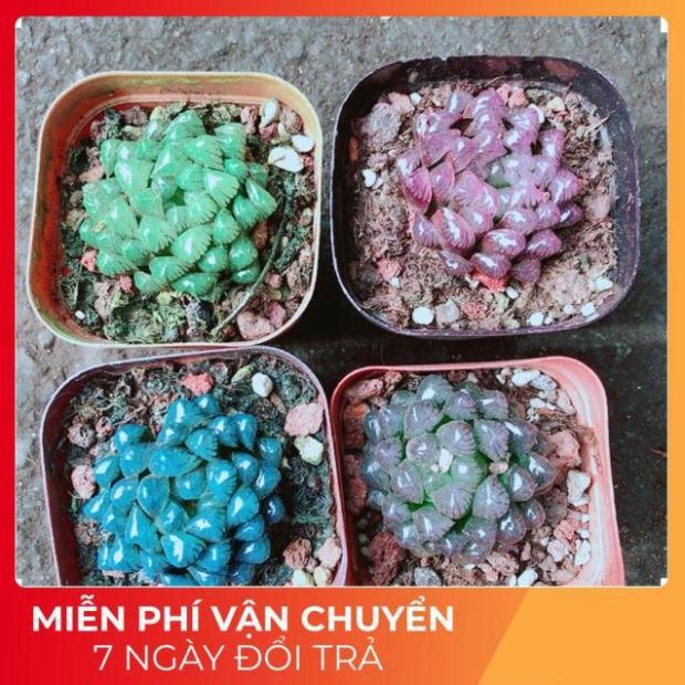 Kim Cương 60k/cây
