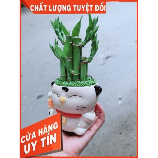 Chậu Trúc Phát Tài Mèo May Mắn