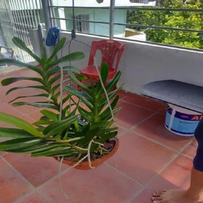 Hoa lan giáng hương hoàng nhạn tháng 4