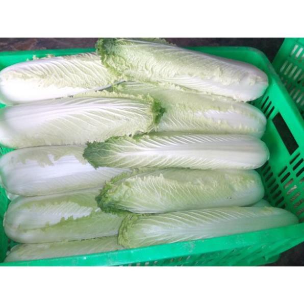 Hạt giống Cải Thảo Nhật Rocket