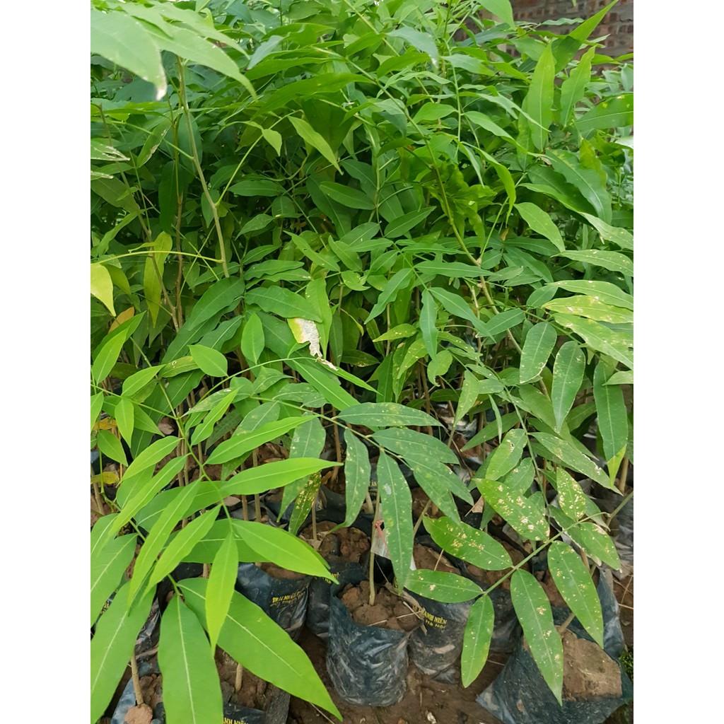 Cây giống Bồ Hòn