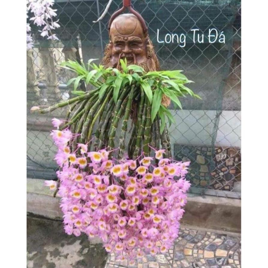 1 bảng lan long tu đá hoa tím hàng rừng thuần chậu siêu to, hoa siêu đẹp