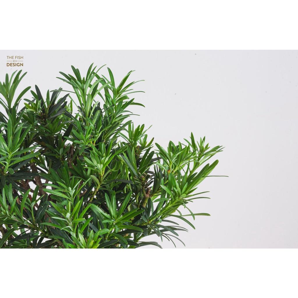 Chậu cây tùng la hán bonsai biểu tượng cho sự phồn vinh, thịnh vượng, mang lại may mắn, hợp với người mệnh Kim, Thủy | SIZE LS | The Fish Design