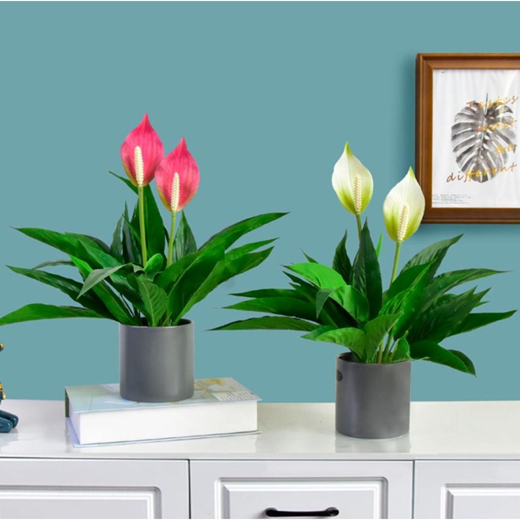 Chậu cây cảnh giả để bàn trang trí nhiều mẫu, cây vạn niên thanh decor nhà hàng xanh mát Flowermini CC-05