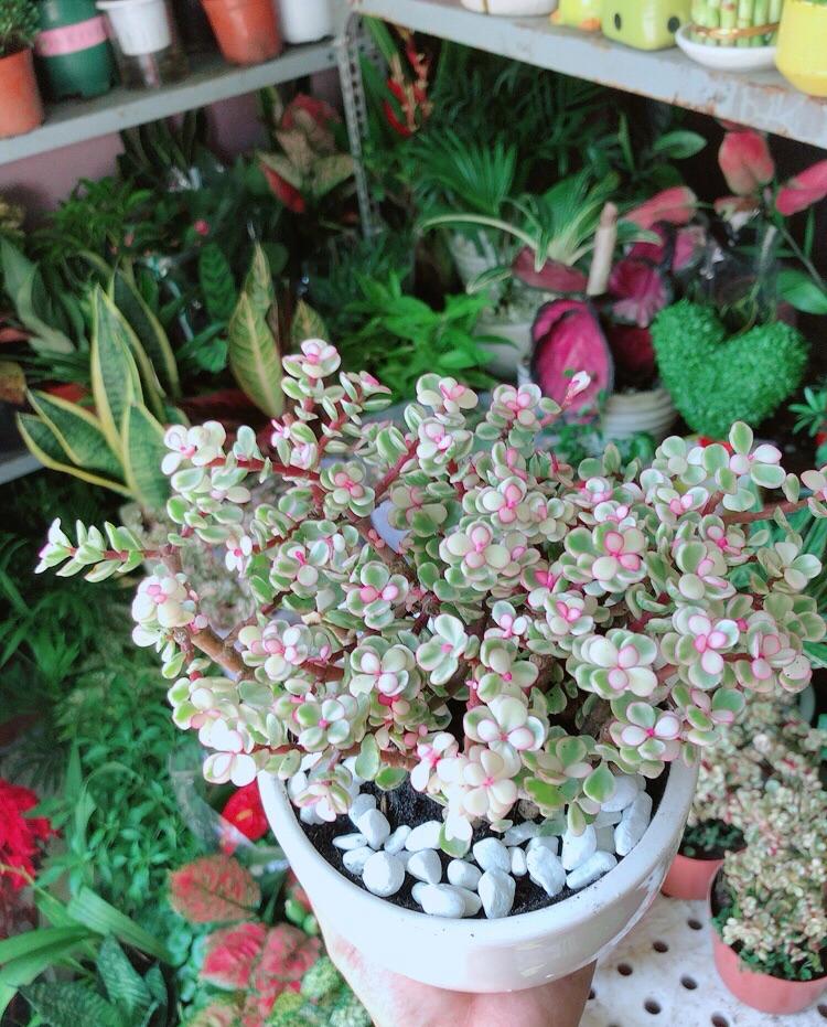 Chậu Cây Cành Vàng Lá Ngọc