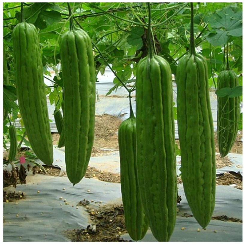 Hạt giống khổ qua mỡ trái dài, đóng gói 2gr