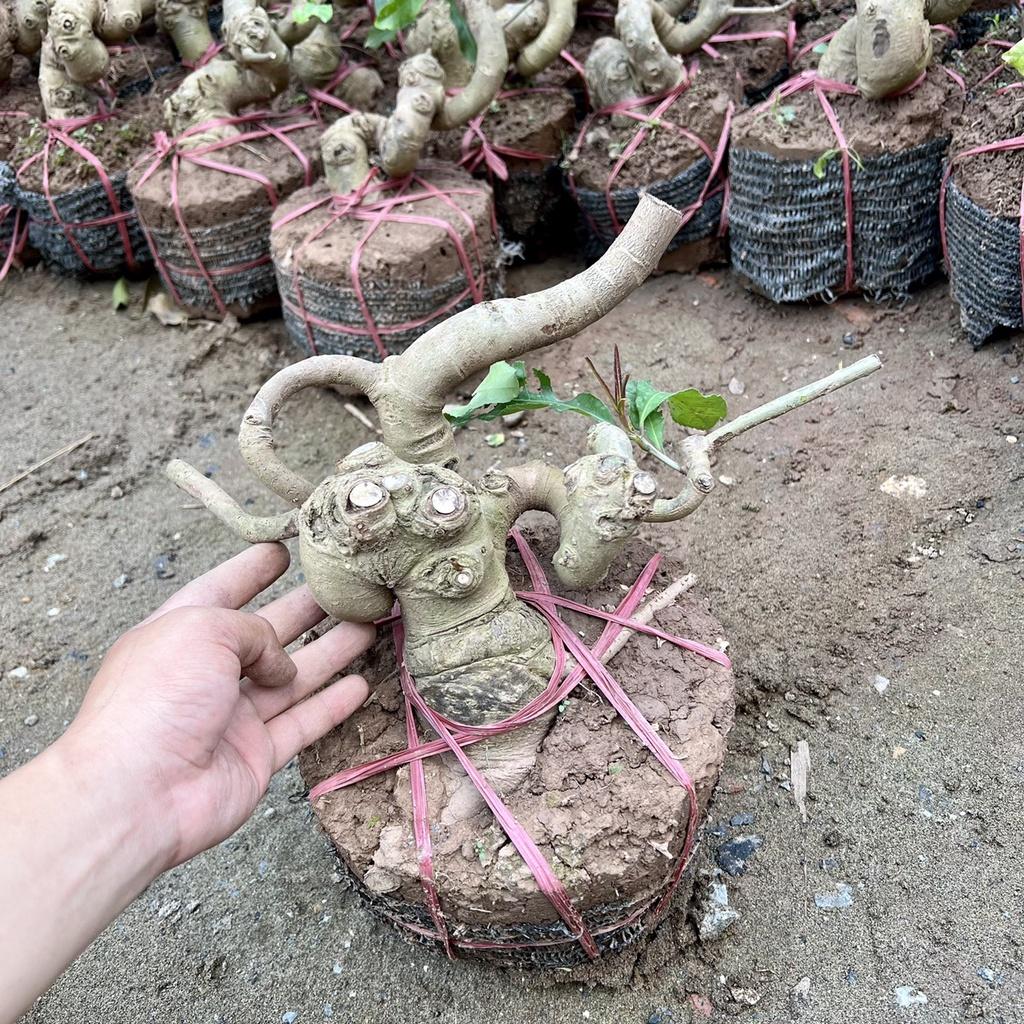 Cây lộc vừng phôi bonsai.