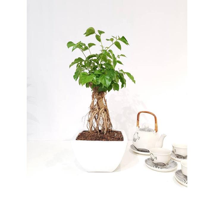 CÂY HẠNH PHÚC PHONG THỦY- cây bonsai mini để bàn