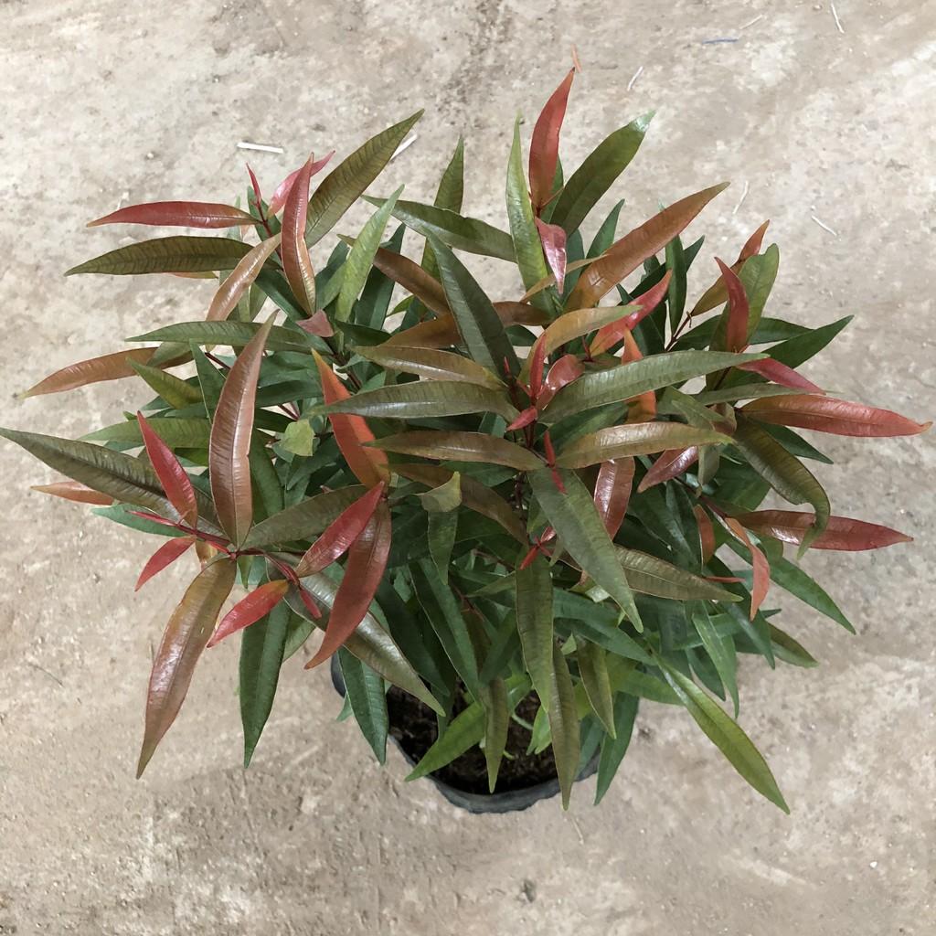 Cây hồng lộc, chiều cao 40-50cm tán sum suê lá non màu đỏ tươi dễ chăm sóc cắt tỉa, thích hợp trang trí cảnh quan