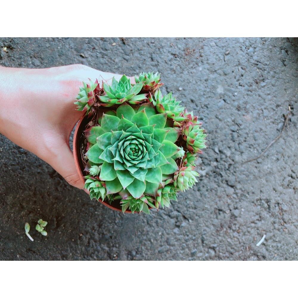 Chậu Phật Bà Xanh