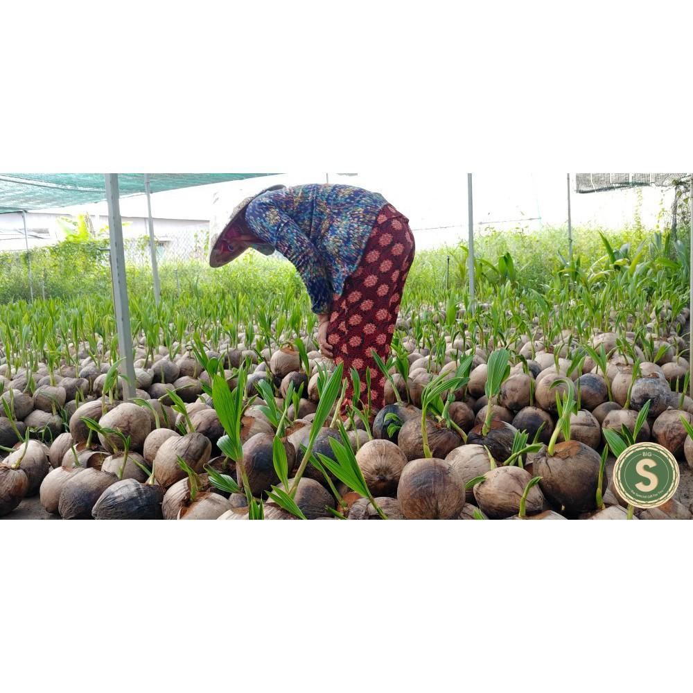 Cây Giống Dừa Mã Lai cho trái sau 2.5 năm trồng ( NHẬN THAM QUAN VƯỜN)