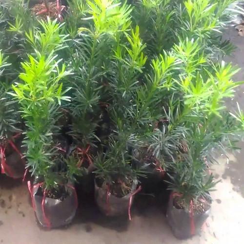 Cây TÙNG LA HÁN giống, cây cao 30-40 cm, bầu lớn, cây khỏe xanh, CÁCH TẠO THẾ BONSAI