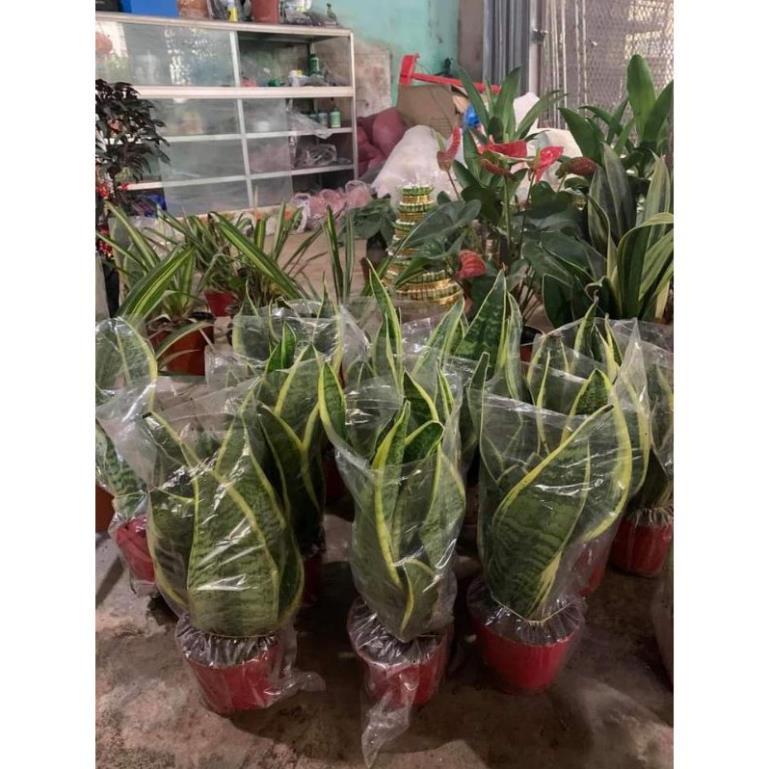 Sản phẩm CÂY LƯỠI HỔ MI NI