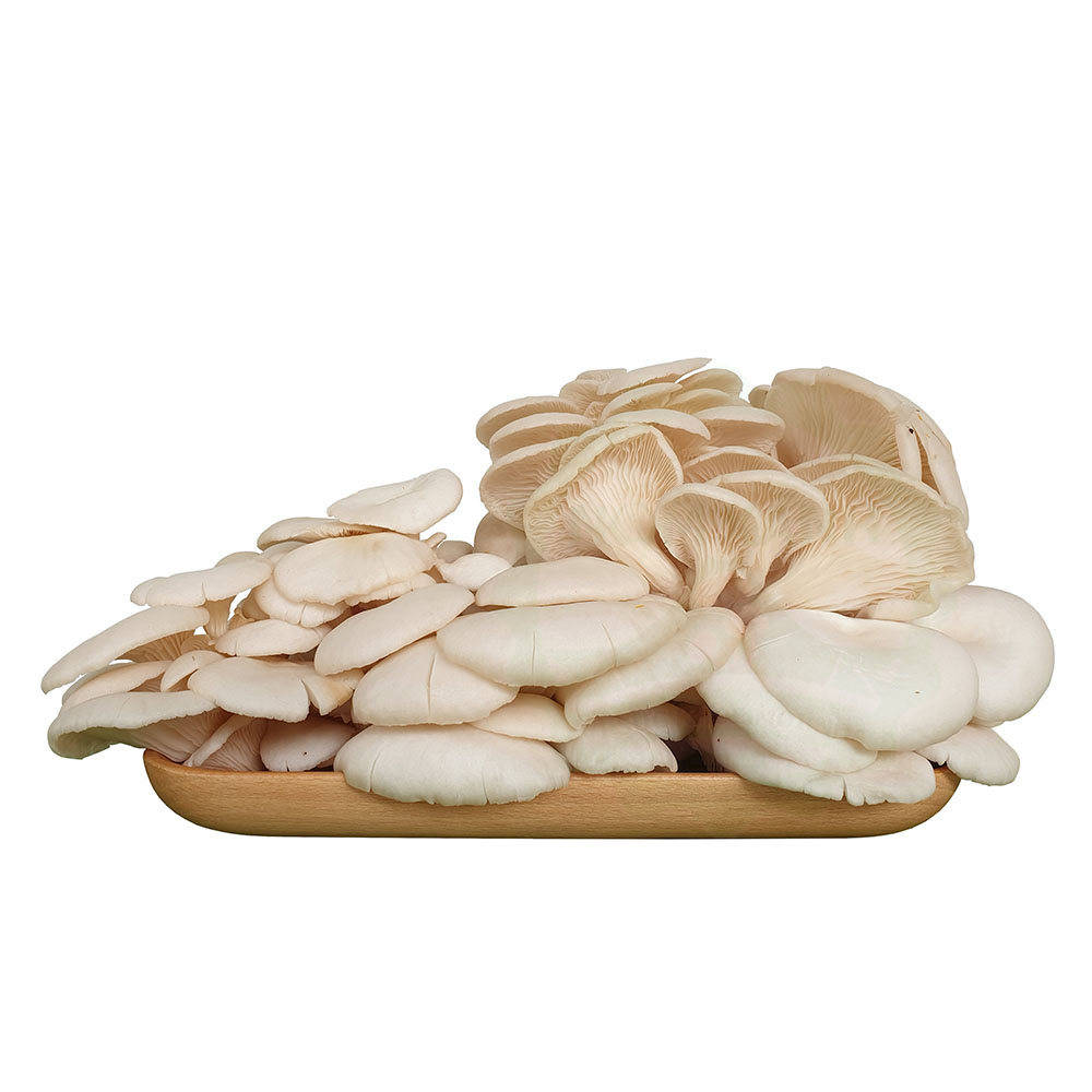 Nấm Sò Trắng Tươi 100gr 200gr 500gr - Nông Trại Nấm Xanh