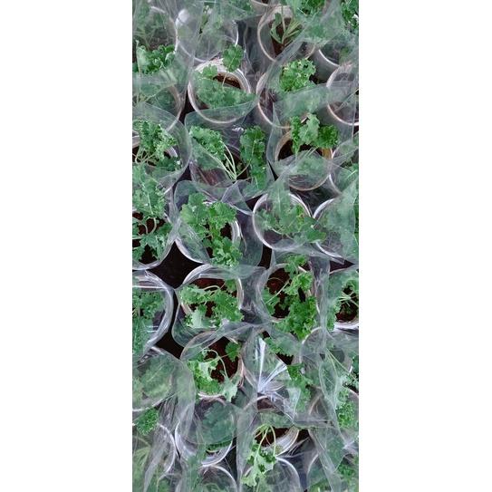 Chậu Cải kale