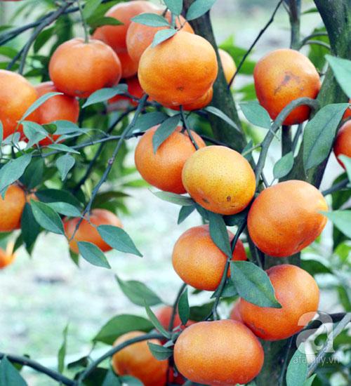 Cây cam đường canh, giống Cây Cam đường canh ghép, cây to khỏe, siêu quả