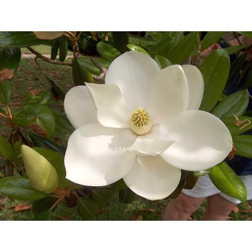 NGUYÊN CHẬU CÂY HOA DẠ HỢP  TRẮNG TINH KHÔI, THƠM DỊU DÀNG -