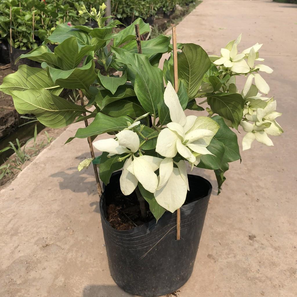 Cây hoa én bạc, chiều cao cây 35cm hoa trắng nở rộ dễ dàng chăm sóc, thích hợp trang trí cảnh quan sân vườn hàng rào