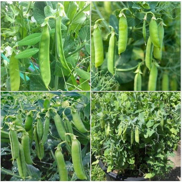 Hạt giống đậu hà lan CT153 - Gói 20gram