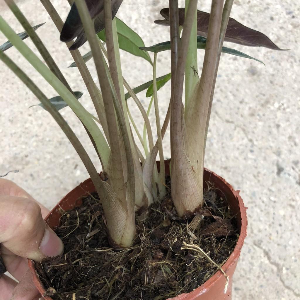 Cây môn quan âm chiều cao 15cm, bụi cây to khỏe lá đẹp bắt mắt, thích hợp trang trí nội thất