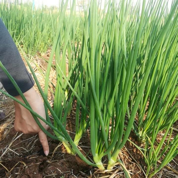 Hạt giống Hành Lá cao Sản gói 2,5gr
