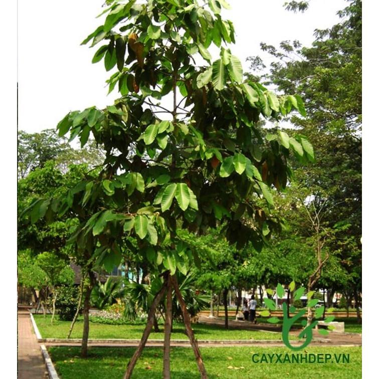 CÂY GIỐNG DẦU RÁI BẦU TO CAO 1M