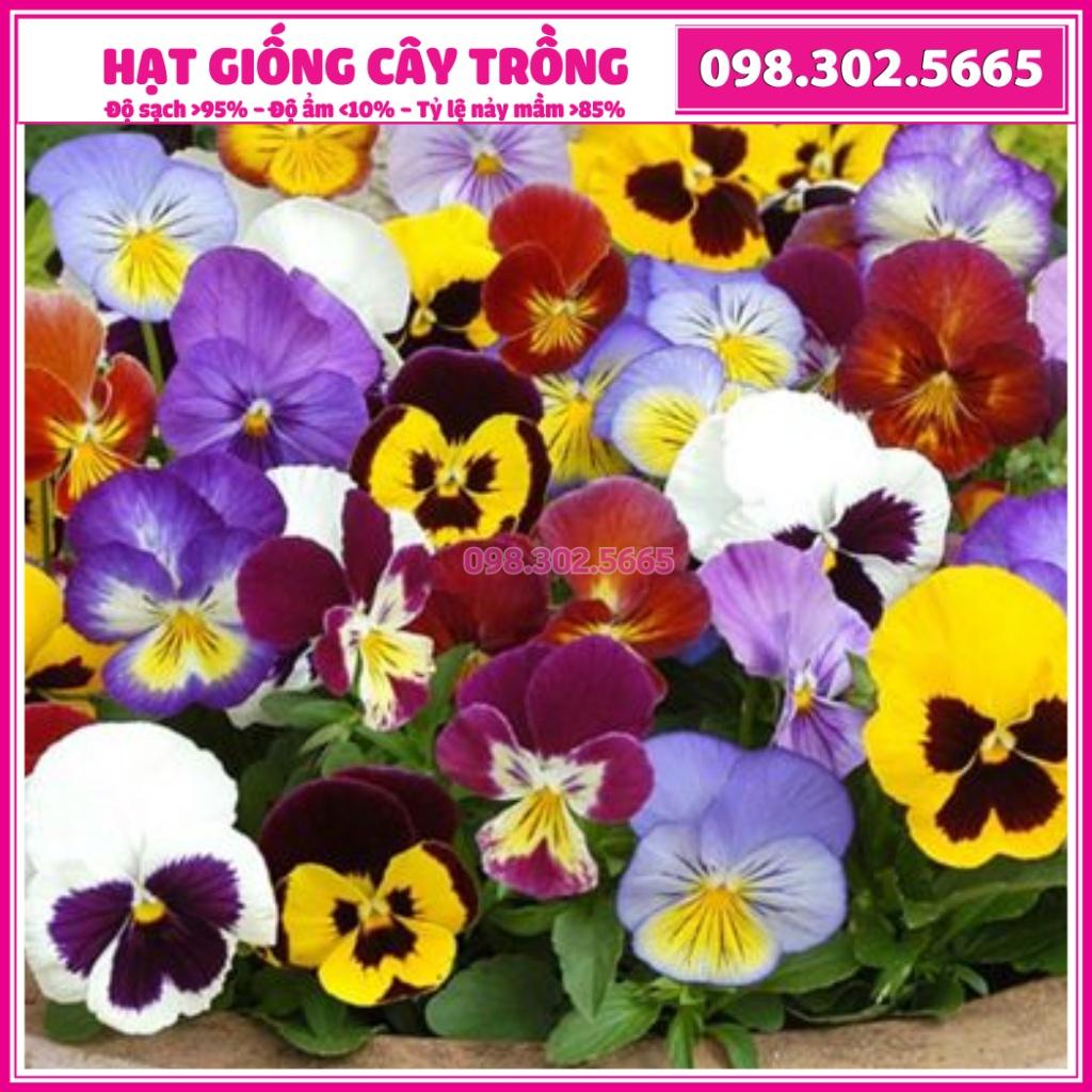 Hạt giống hoa pansy - gói 100 hạt - nảy mầm tốt, nở hoa đồng đều dễ trồng dễ chăm sóc