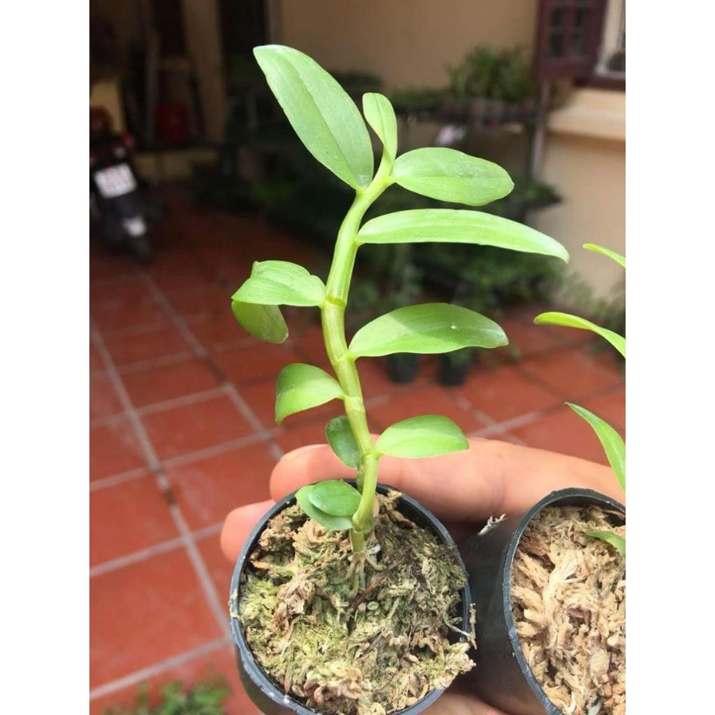 5ct Hải Dương gieo hạt