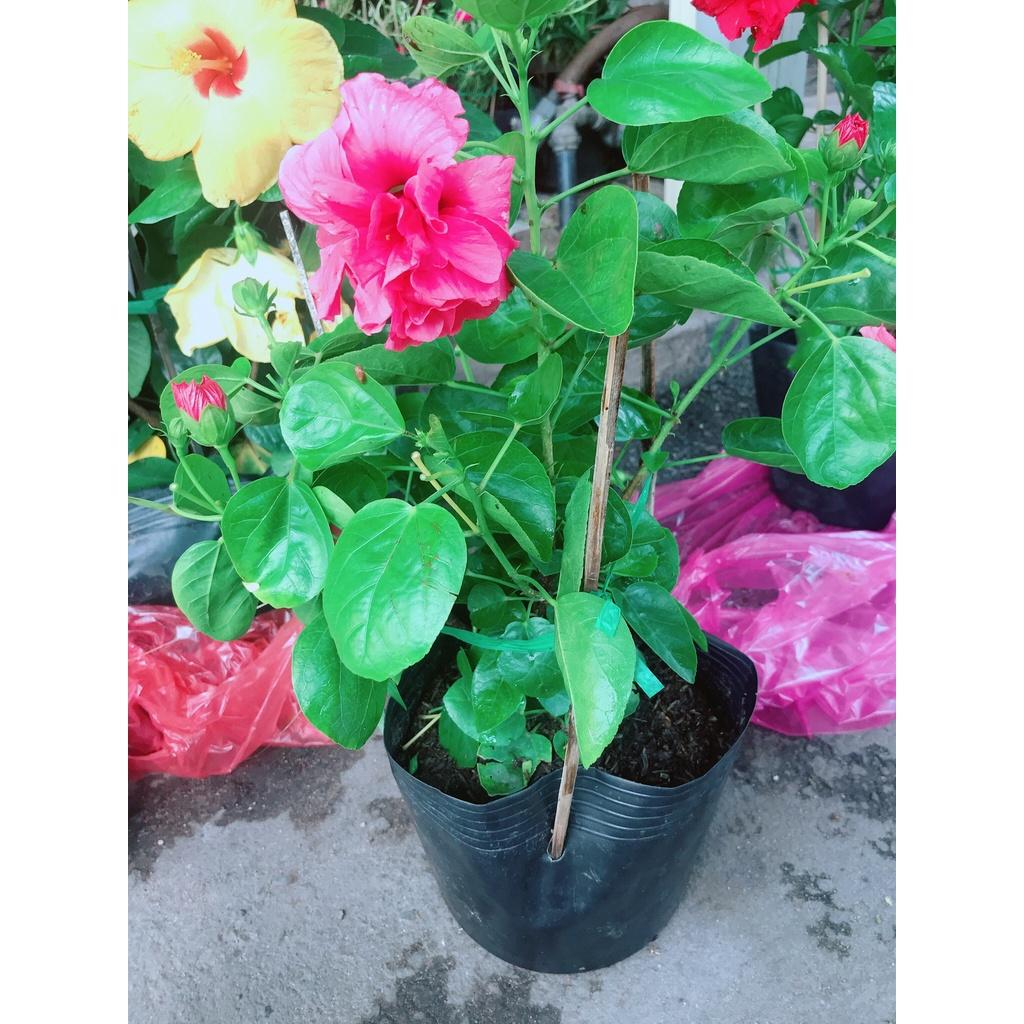 02 Cây Giống Hoa Bụt Hồng 60cm 981SP