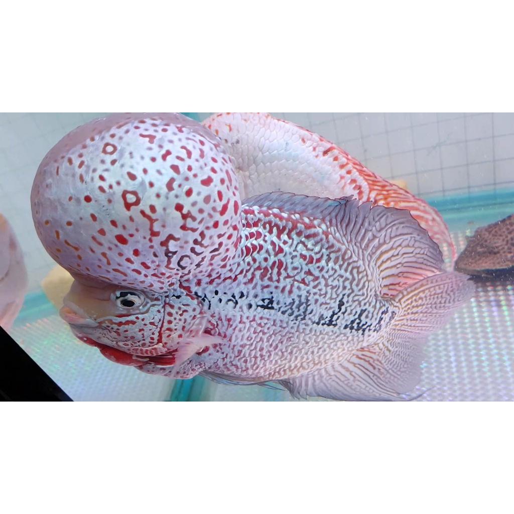 Vi Sinh PSB Làm Trong Nước Khử Mùi Tanh Hồ Cá