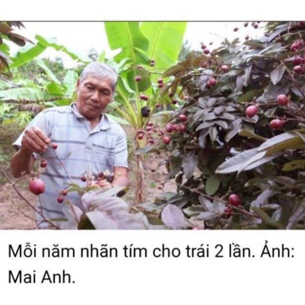 Cây giống nhãn tím